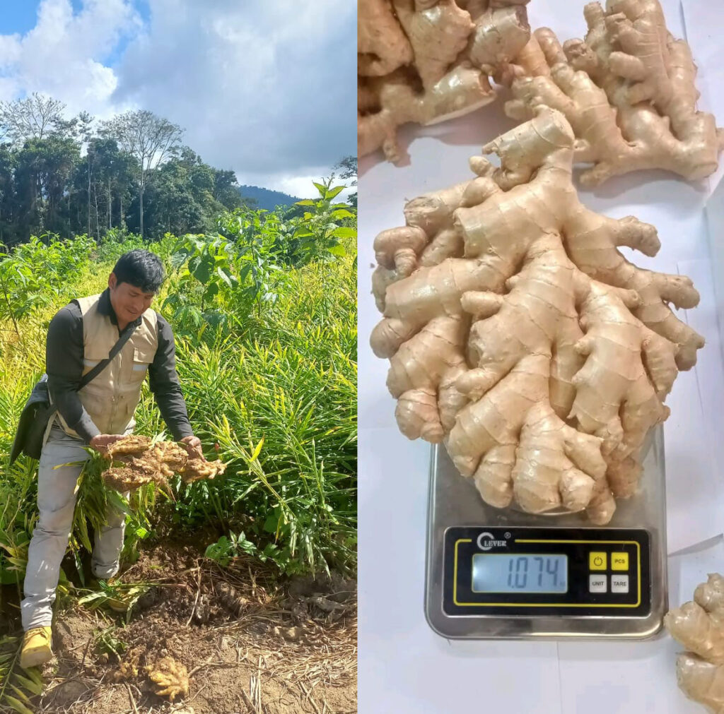 Importers and distributors of Peruvian organic ginger